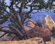 Grand Canyon - North Rim Pinyon Pine